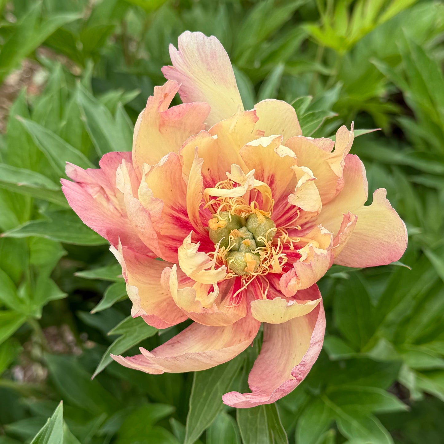 Paeonia Itoh 'Julia Rose' (Peony)