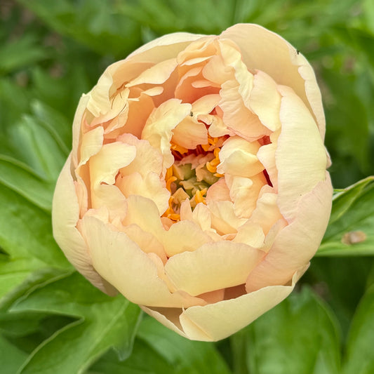 Paeonia Itoh 'Canary Brilliants' (Peony)