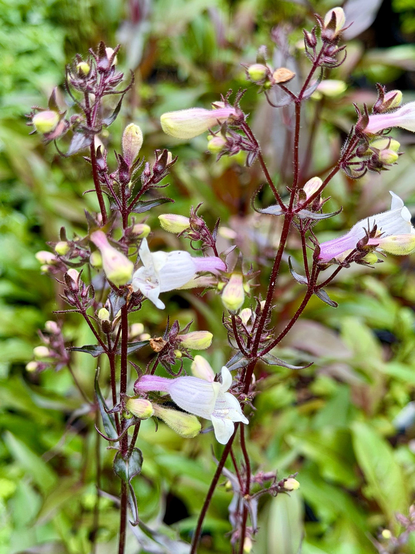 Penstemon digitalis  'Mystica'(Bearded Tongue)