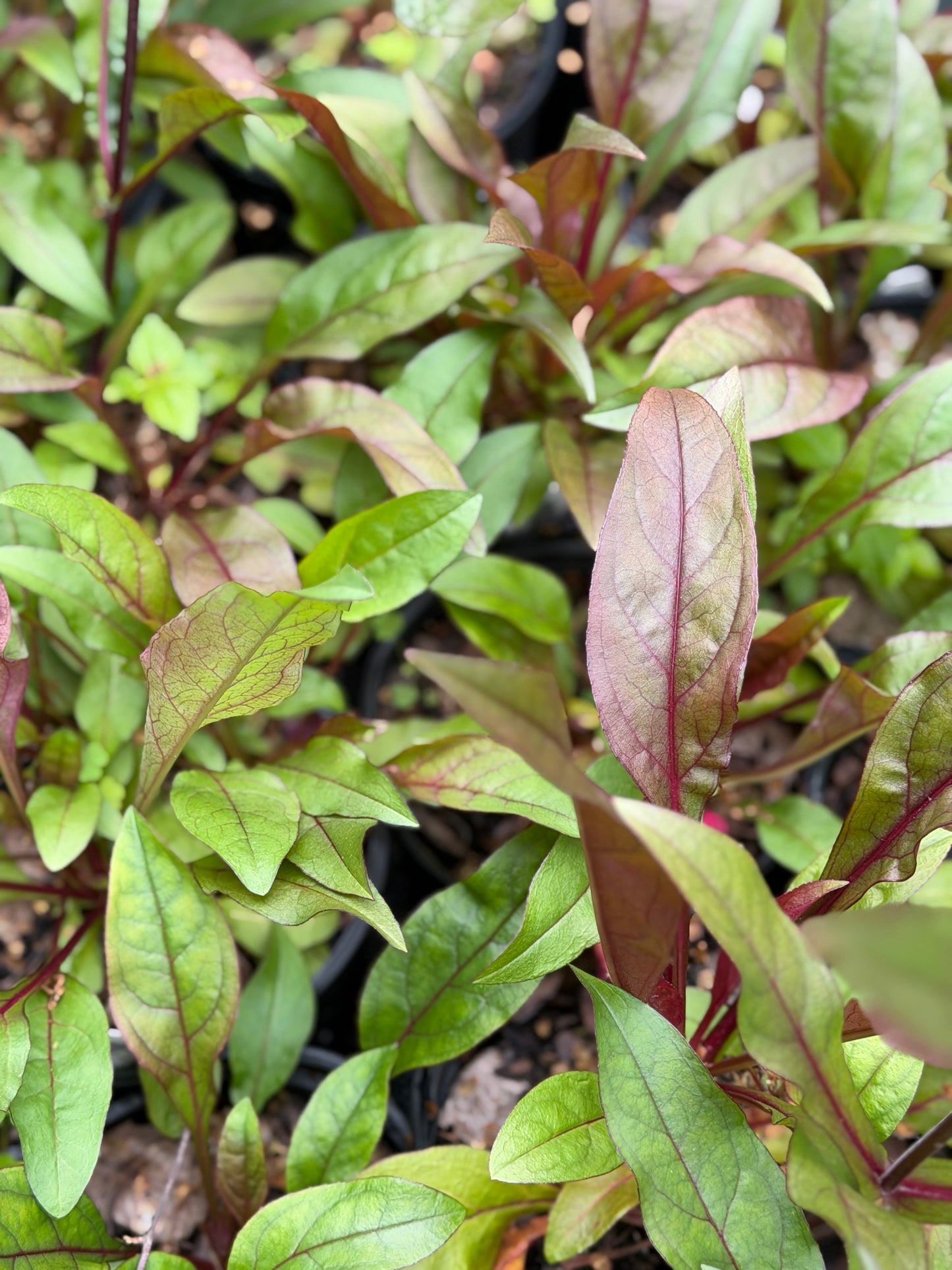 Penstemon digitalis  'Mystica'(Bearded Tongue)