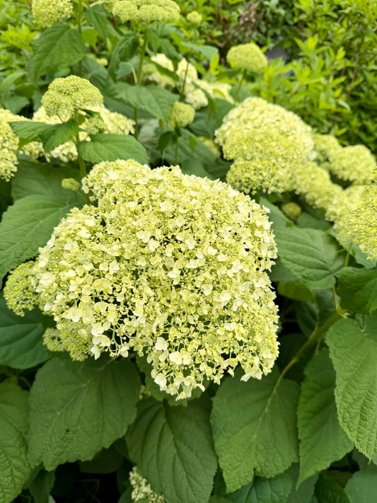 Hydrangea arborescens 'Incrediball'