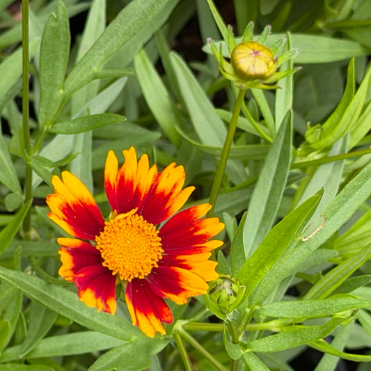 Coreopsis x Li'l Bang™ 'Daybreak'