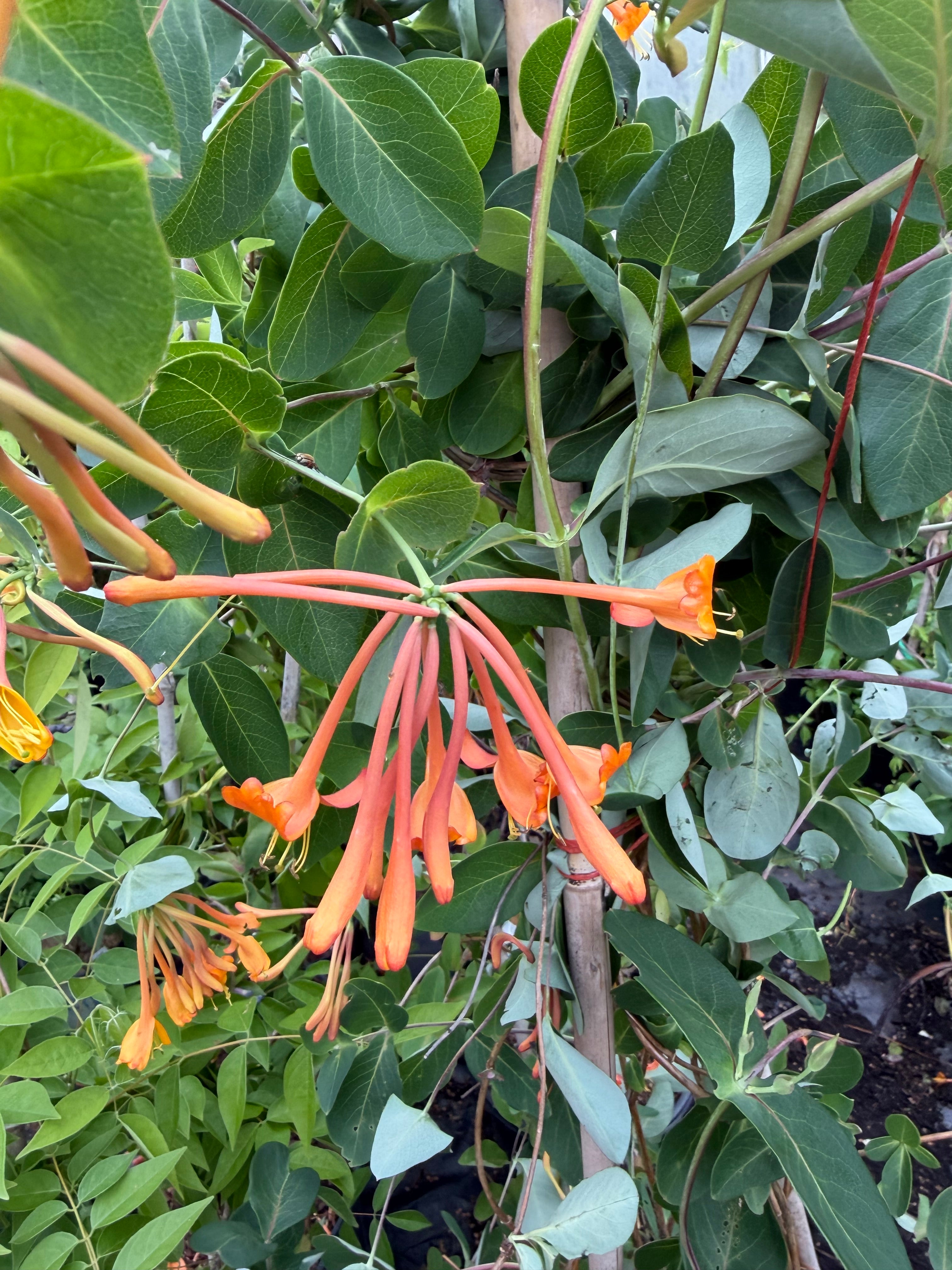 Lonicera x 'Mandarin' (Honeysuckle Vine) – Fieldstone Gardens Inc