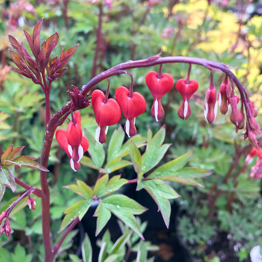 Dicentra spectabilis 'Valentine®' (Bleeding Heart, 'Hordival')