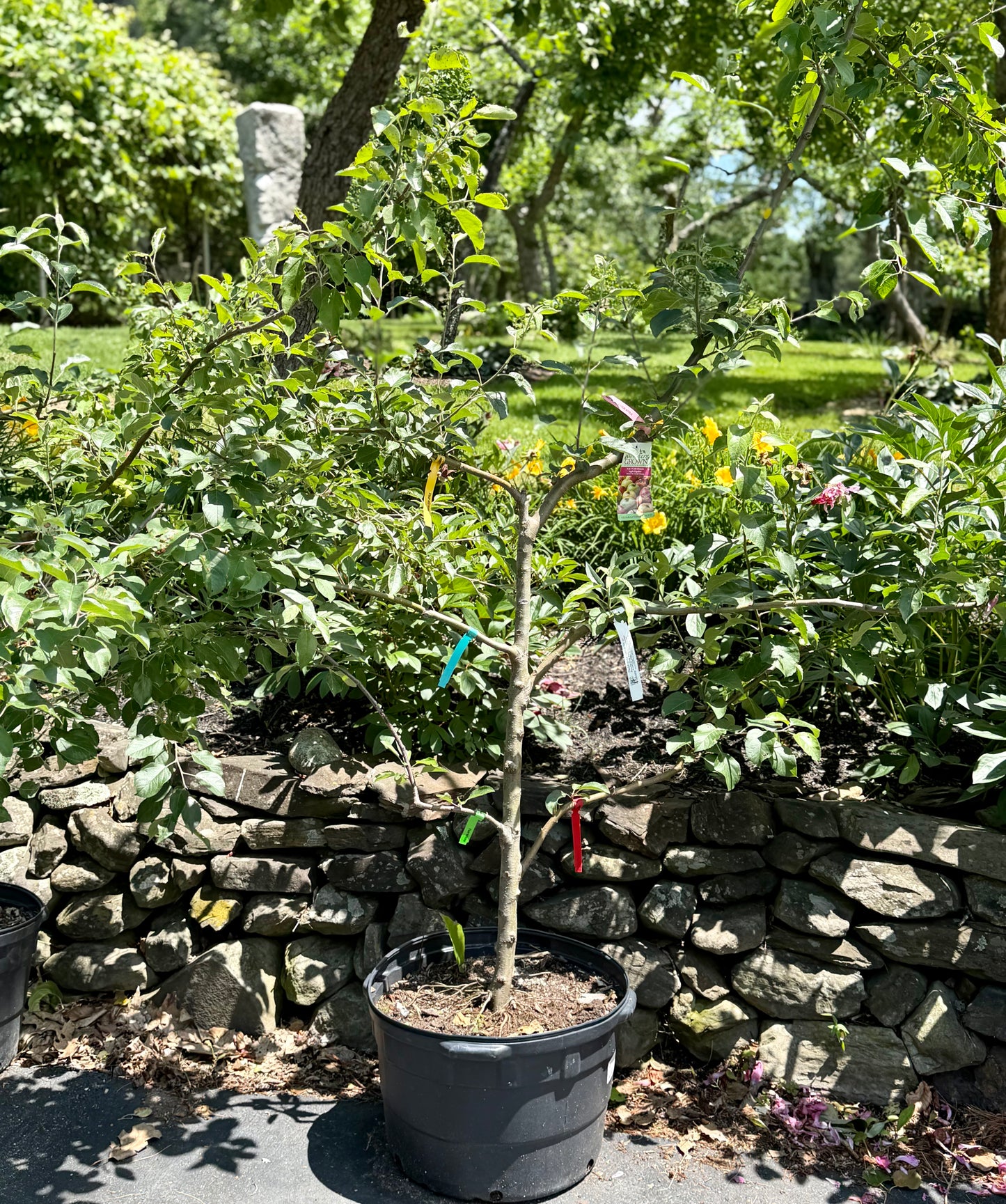 Malus Espalier 6 - in -1 Cold Climate (Espalier Apple)