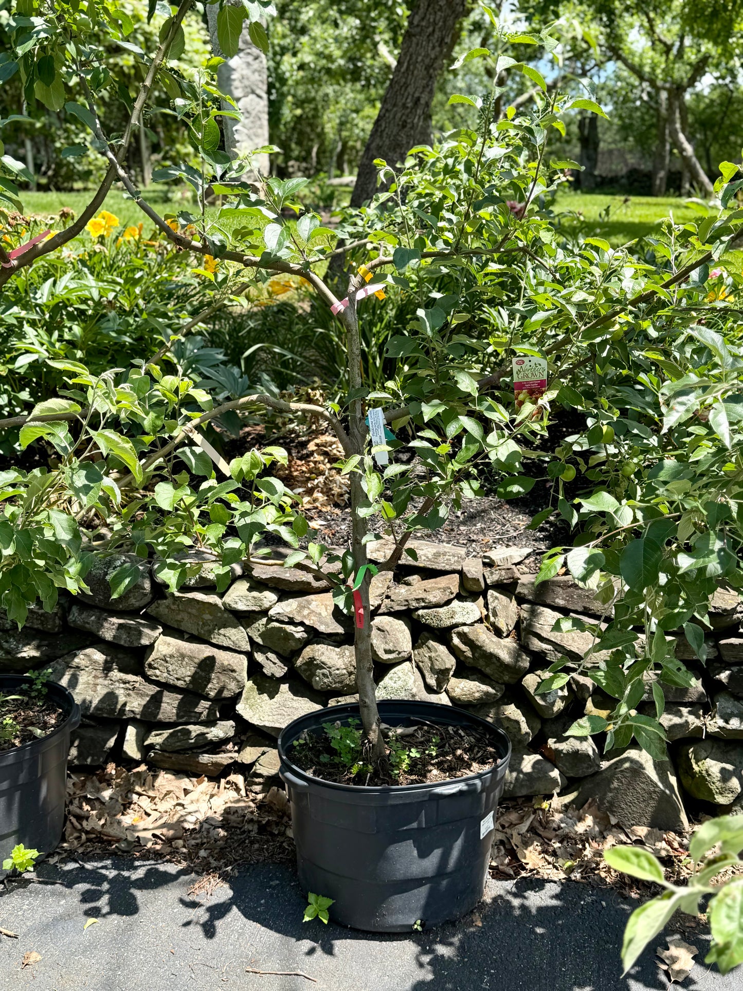 Malus Espalier 6 - in -1 Cold Climate (Espalier Apple)