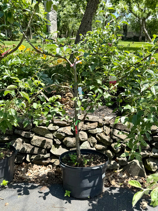 Malus Espalier 6 - in -1 Cold Climate (Espalier Apple)