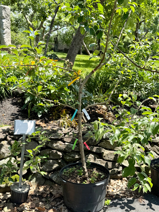 Malus Espalier 6 - in -1 Cold Climate (Espalier Apple)