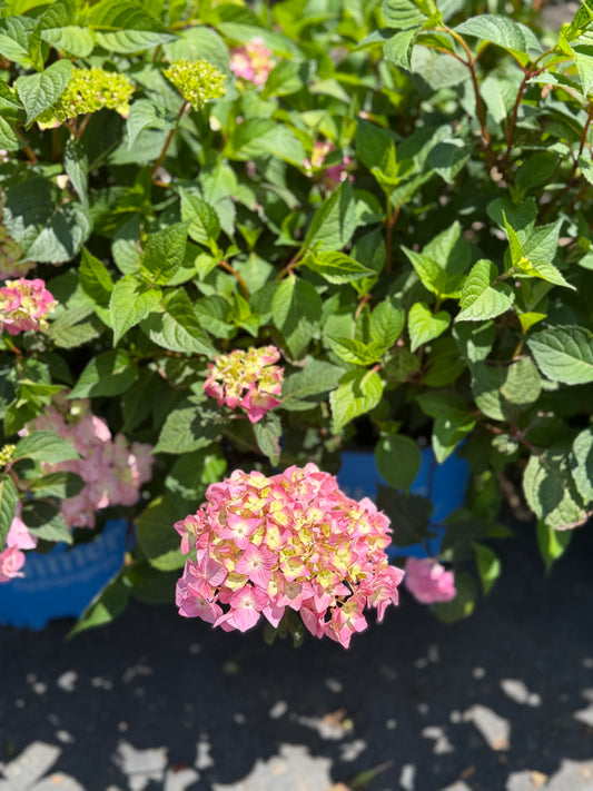 Hydrangea macrophylla BloomStruck®