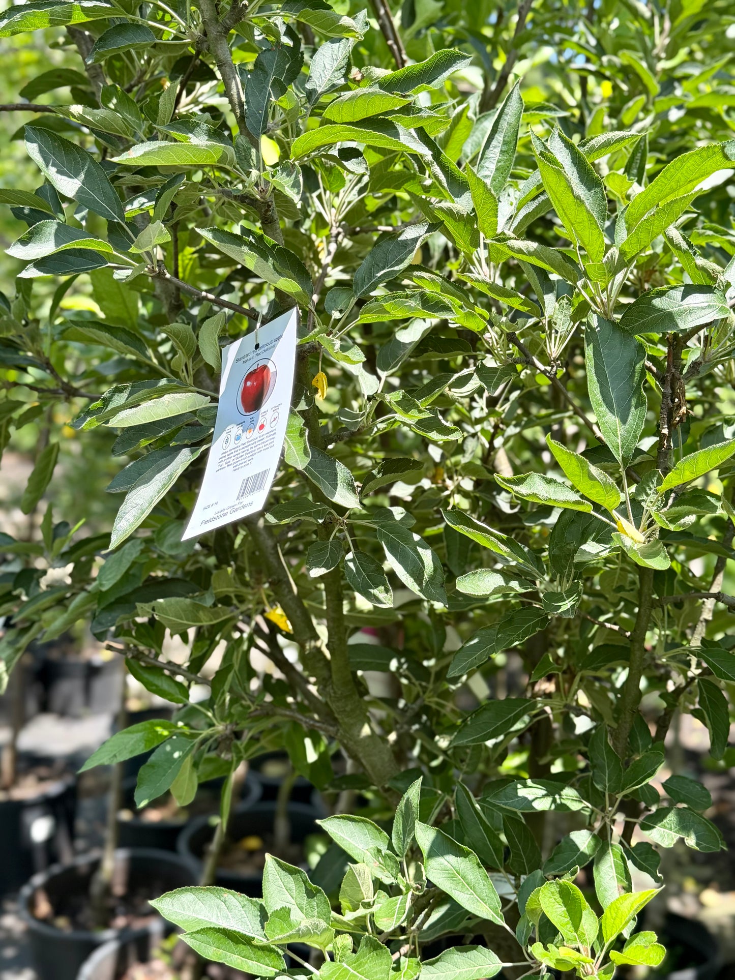 Malus 'Red Delicious' - Apple
