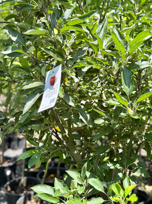 Malus 'Red Delicious' - Apple