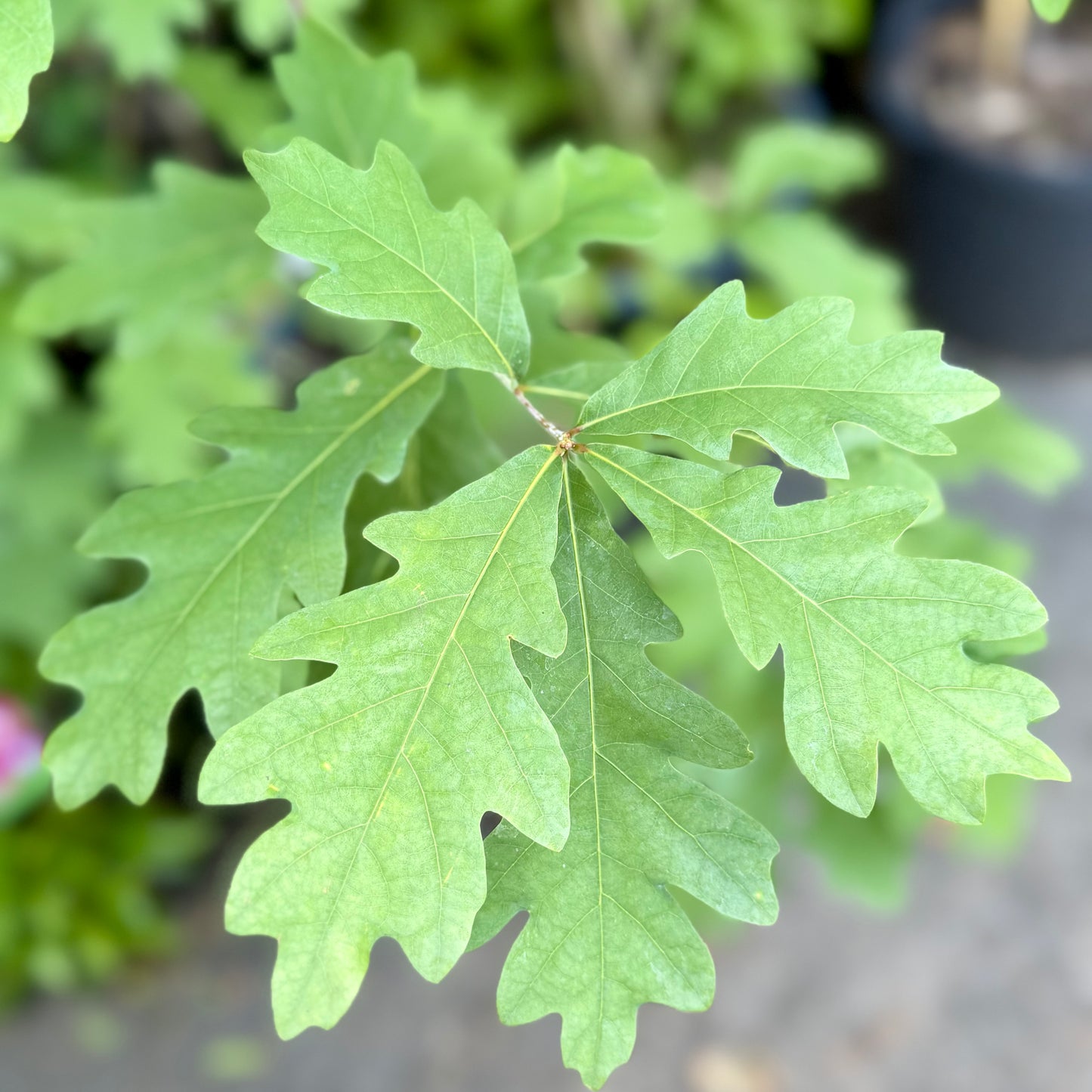 Quercus Alba (White Oak)