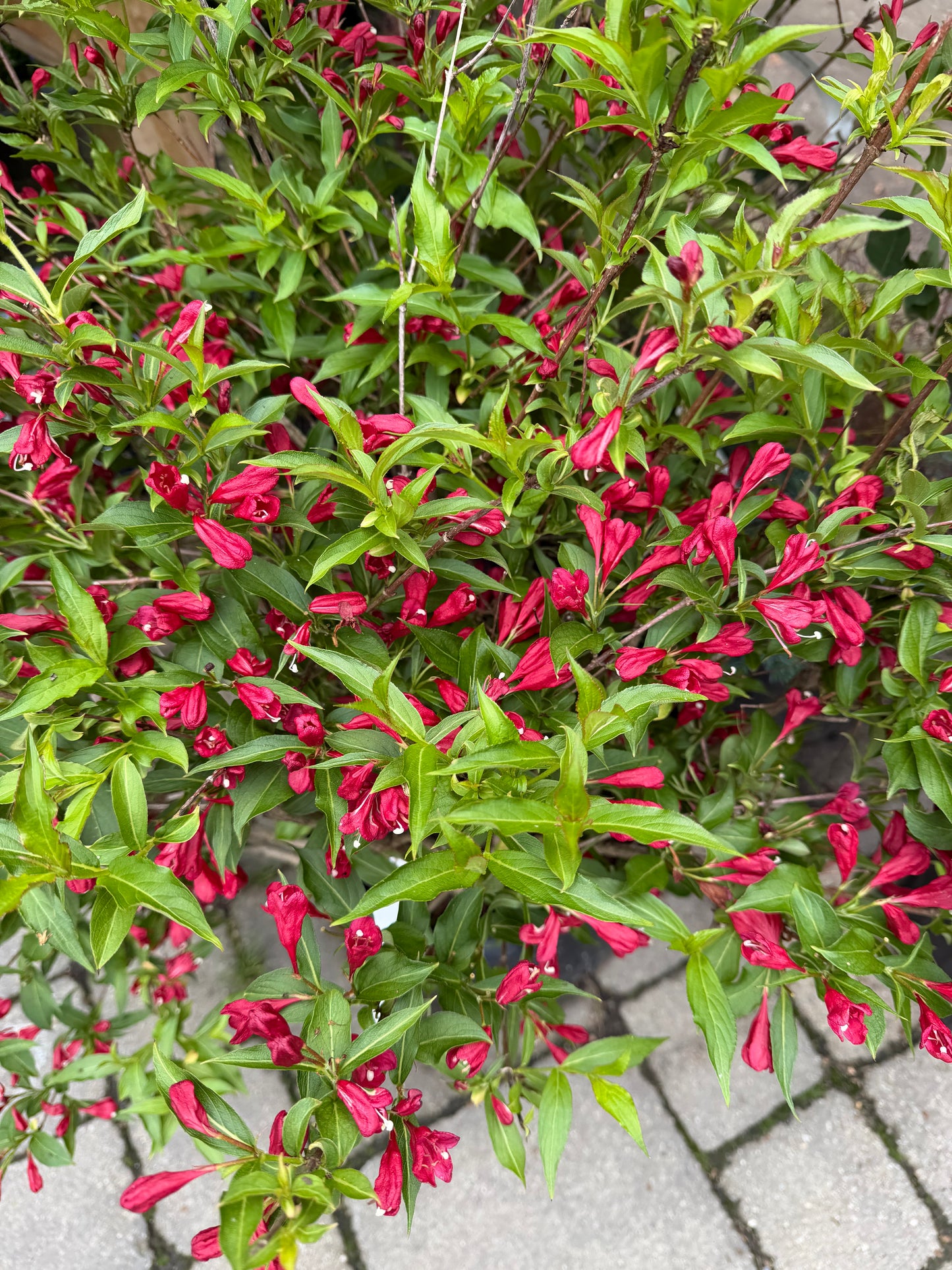 Weigela 'Sonic Bloom Red'