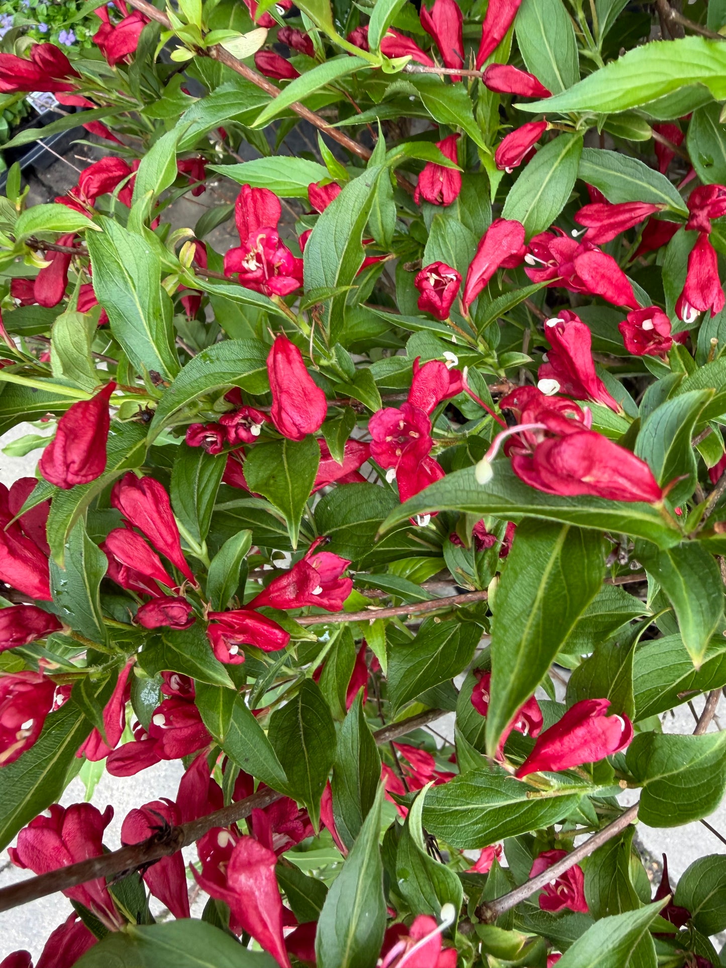 Weigela 'Sonic Bloom Red'