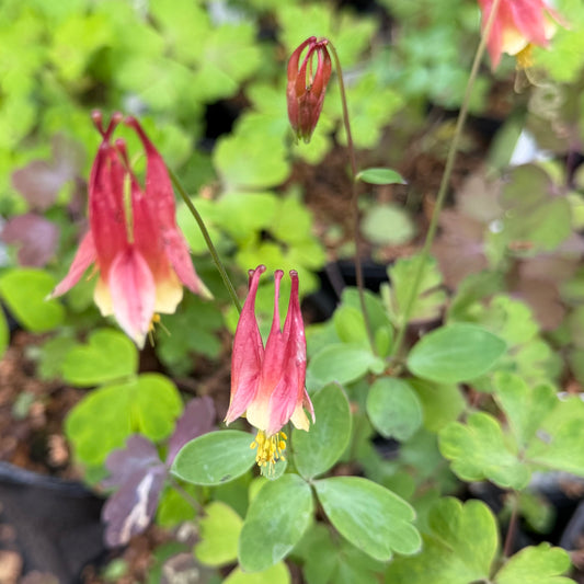 Aquilegia canadensis (Wild Columbine)