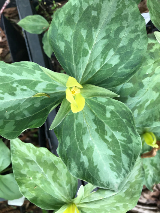 Trillium luteum (Yellow Trillium)