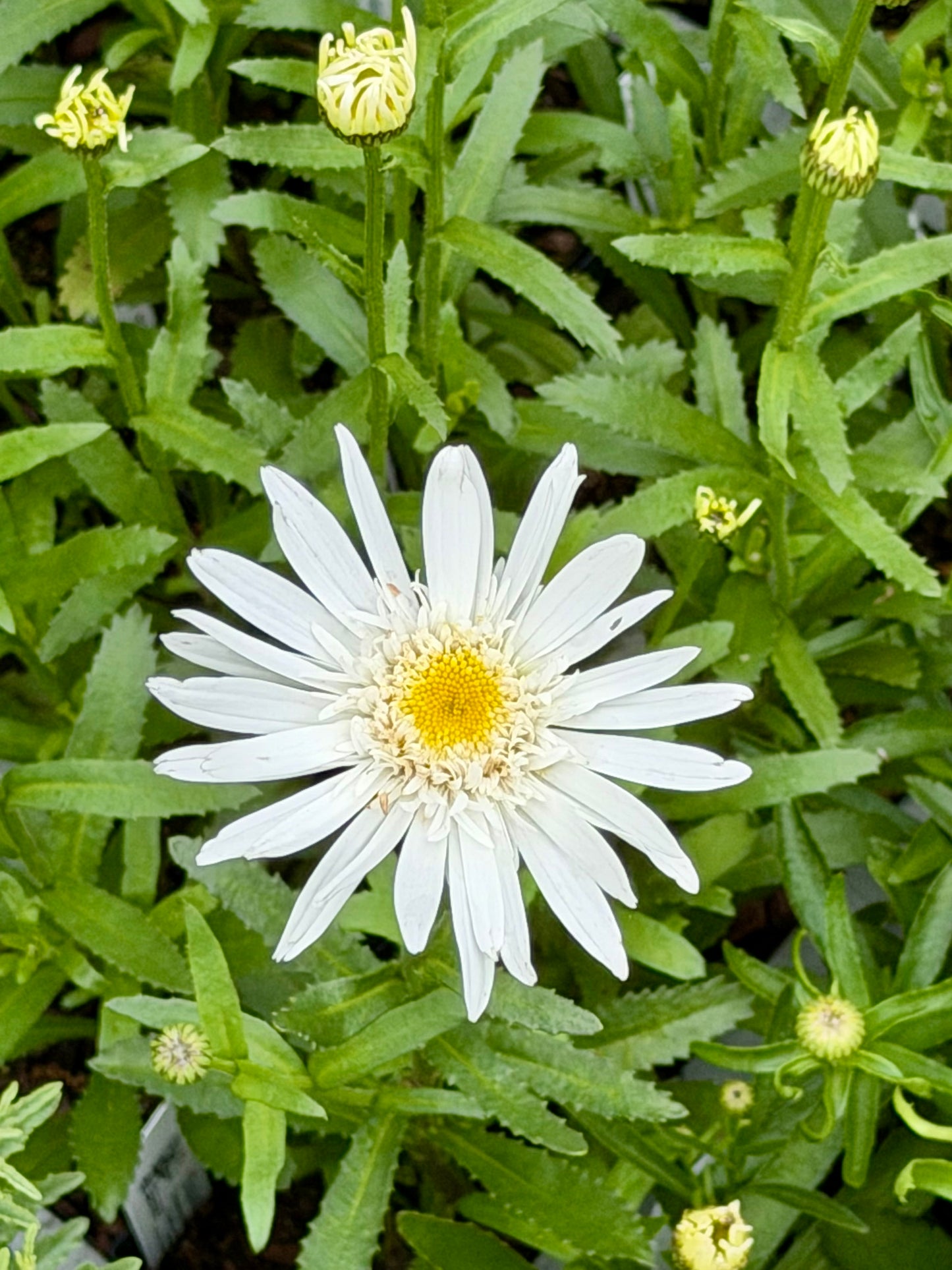 Chrysanthemum superbum 'Aglaia'