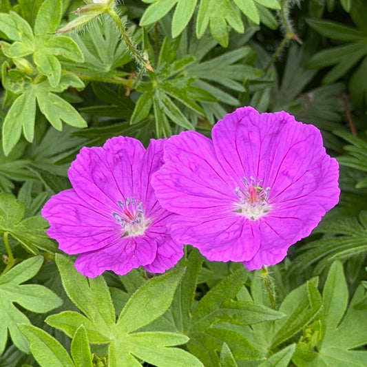 Geranium sanguineum 'New Hampshire Purple'