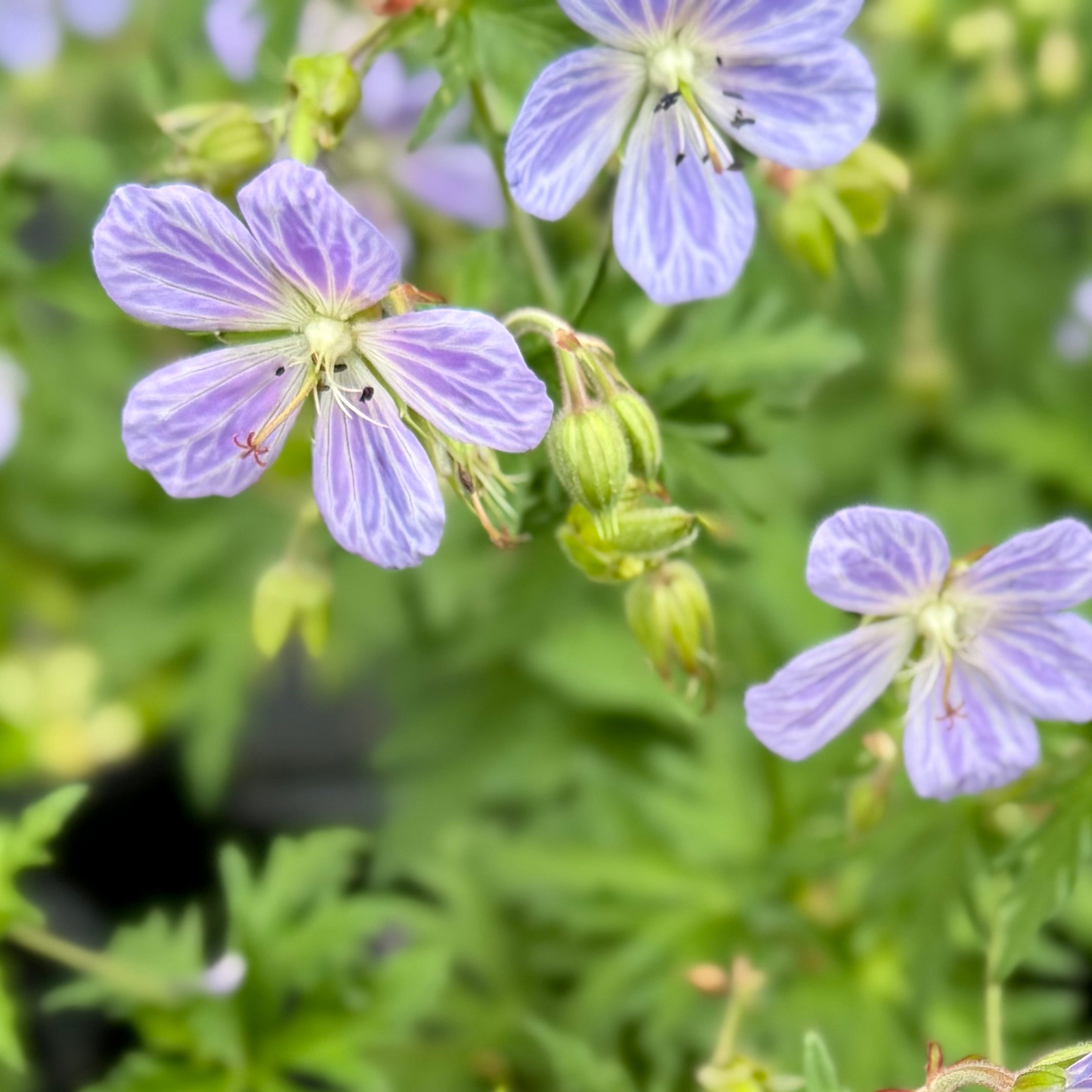 Geranium pratense 'Mrs. Kendall Clark' – Fieldstone Gardens Inc
