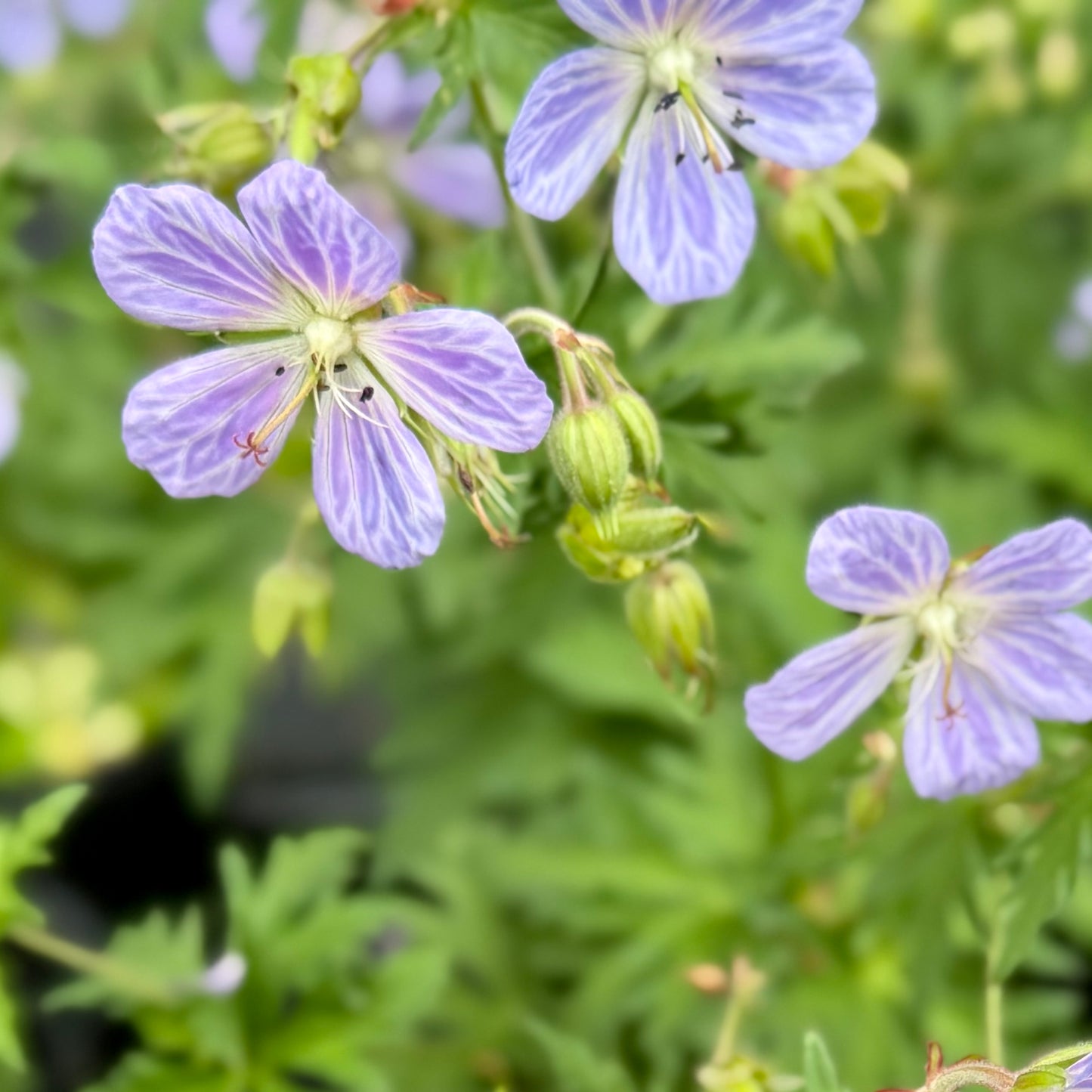Geranium pratense 'Mrs. Kendall Clark'