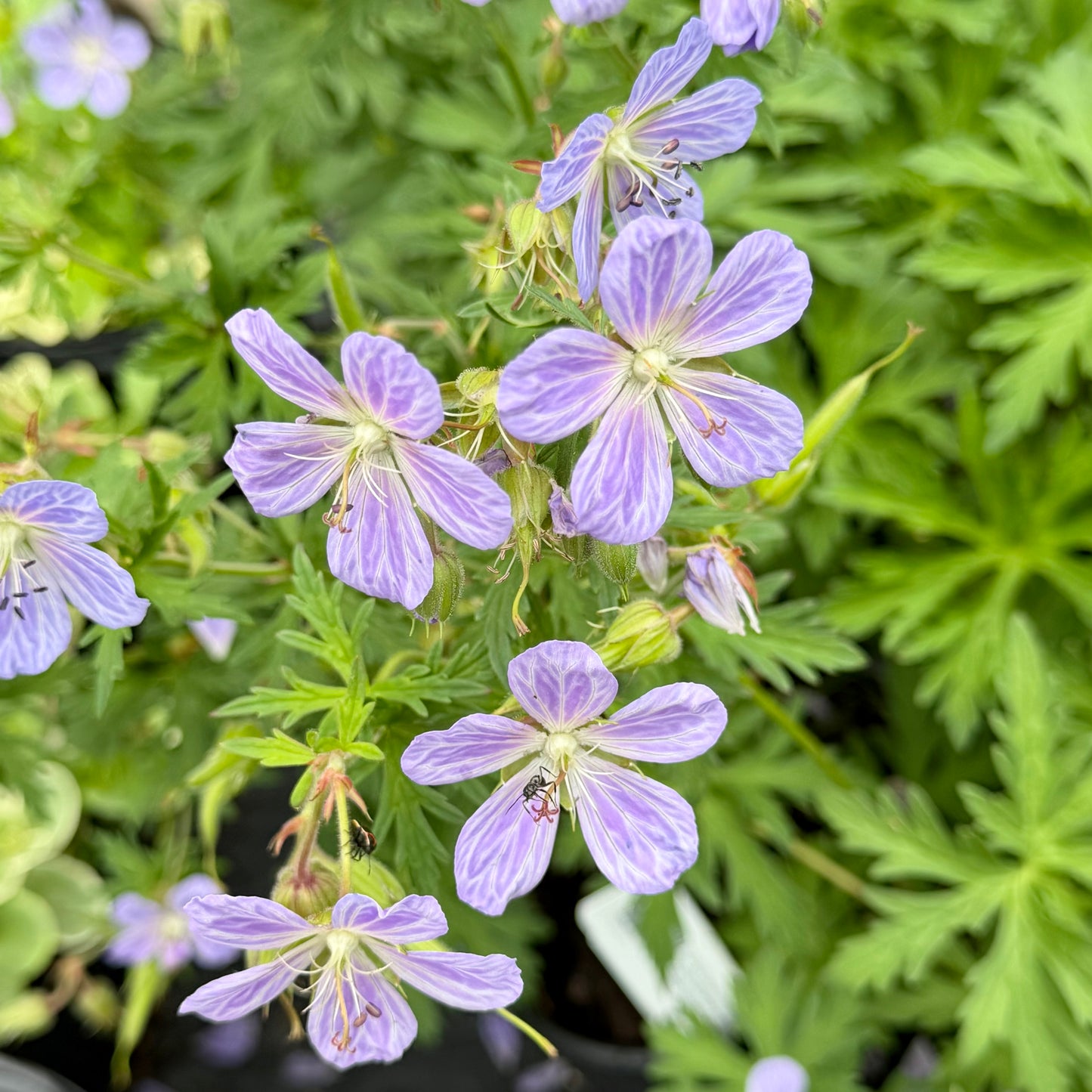 Geranium pratense 'Mrs. Kendall Clark'