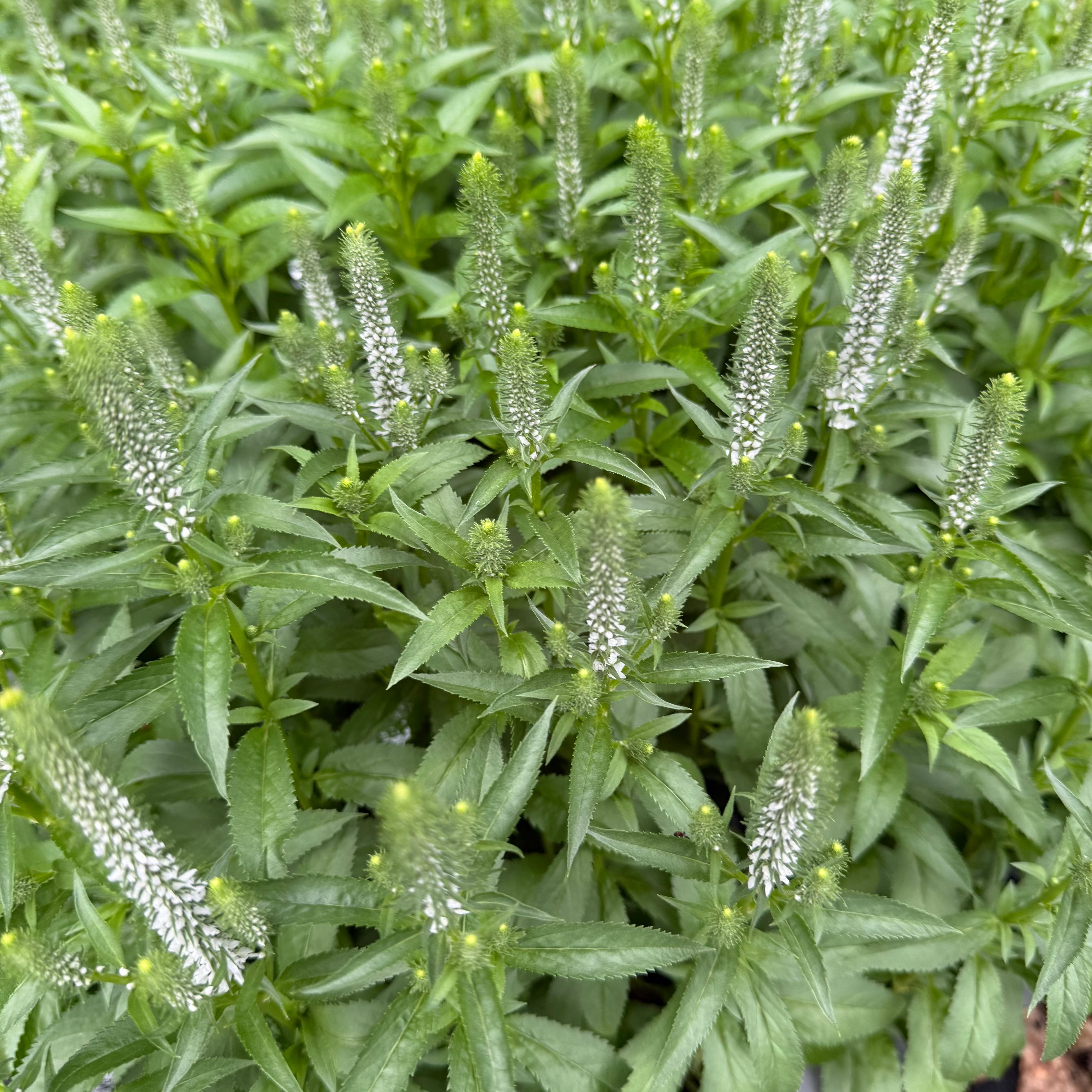 Veronica spicata 'Snow Candles' (Speedwell) – Fieldstone Gardens Inc