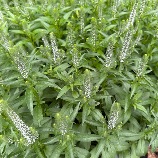 Veronica spicata 'Snow Candles' (Speedwell)