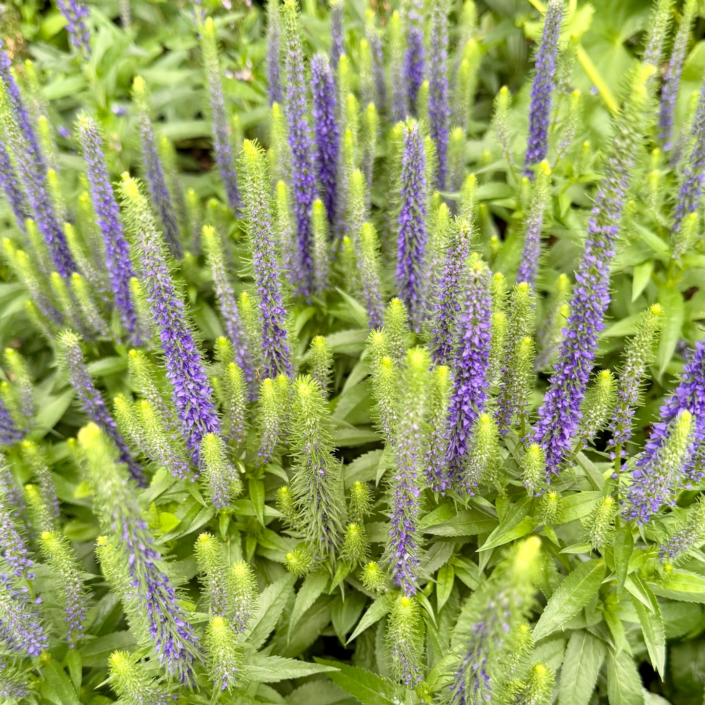 Veronica spicata 'Royal Candles' (Speedwell)