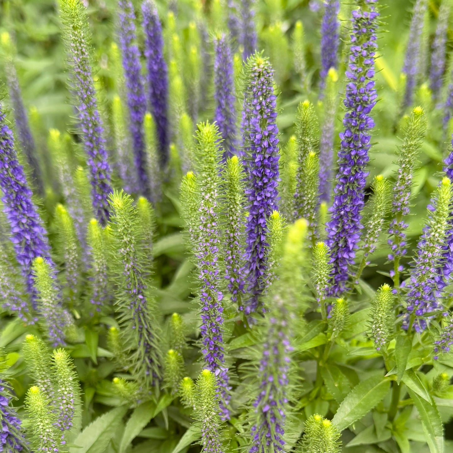 Veronica spicata 'Royal Candles' (Speedwell)