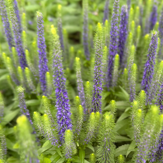 Veronica spicata 'Royal Candles' (Speedwell)