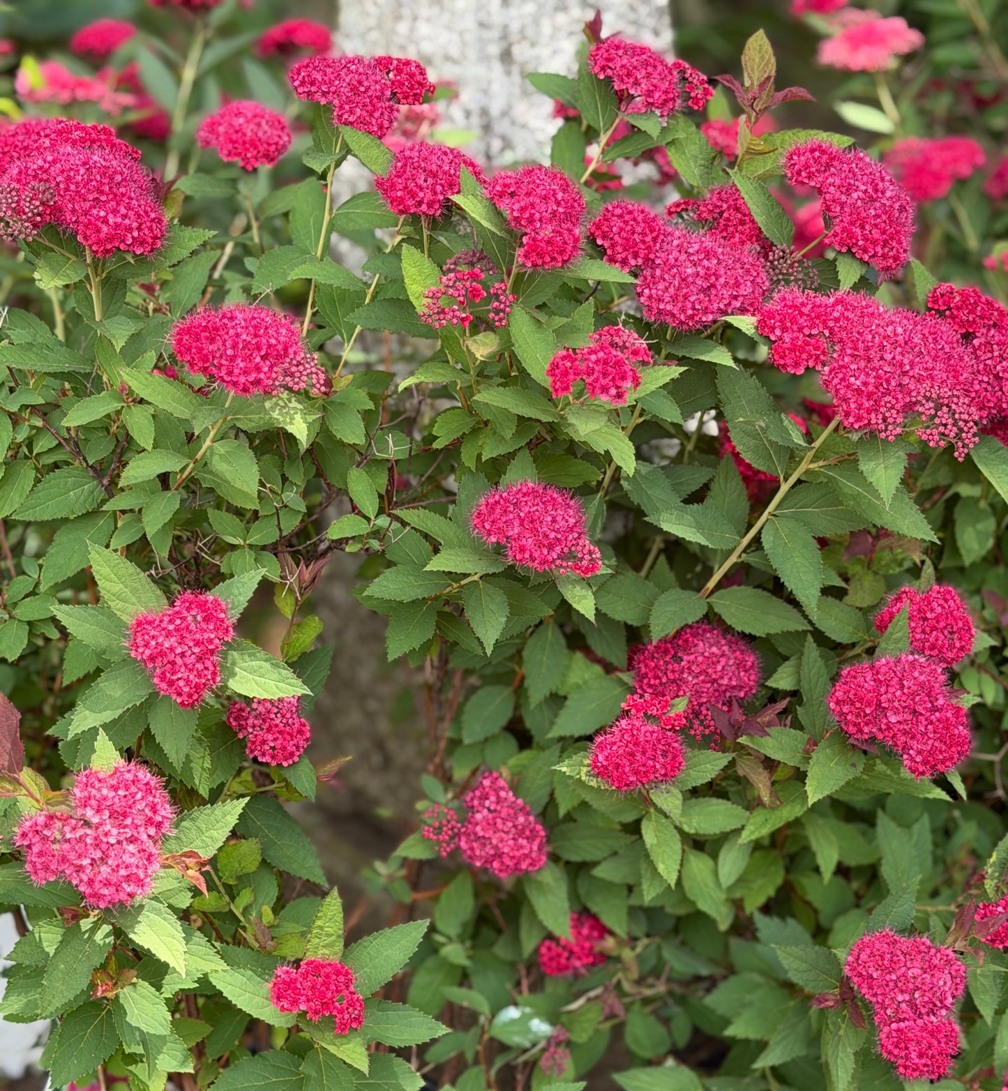 Spiraea x 'Double Play Doozie'®