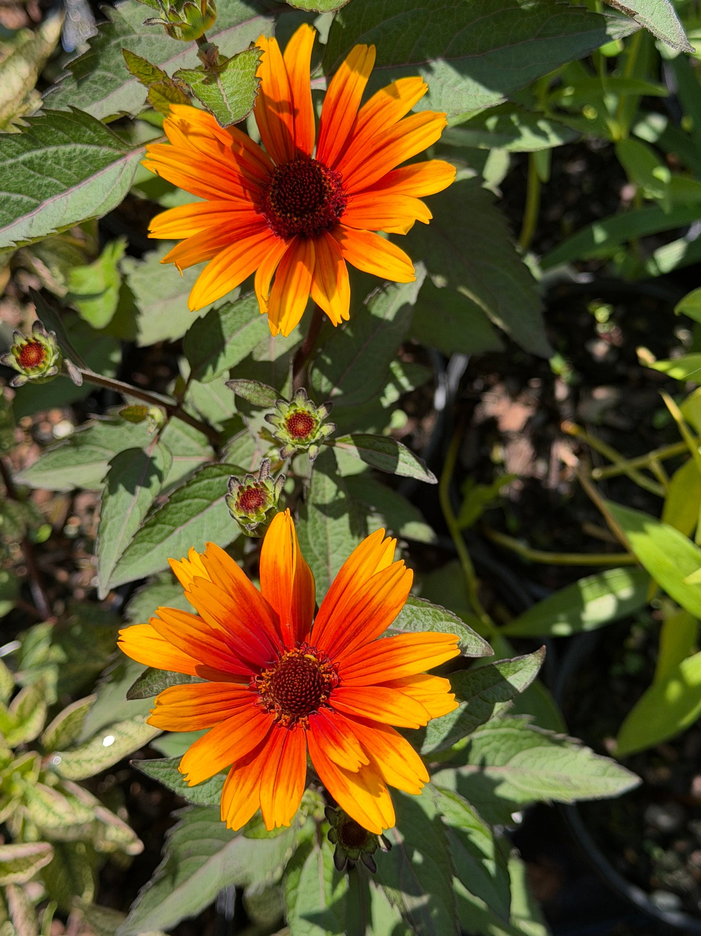 Heliopsis helianthoides 'Sole Scuro' (False Sunflower)
