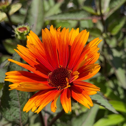 Heliopsis helianthoides 'Sole Scuro' (False Sunflower)