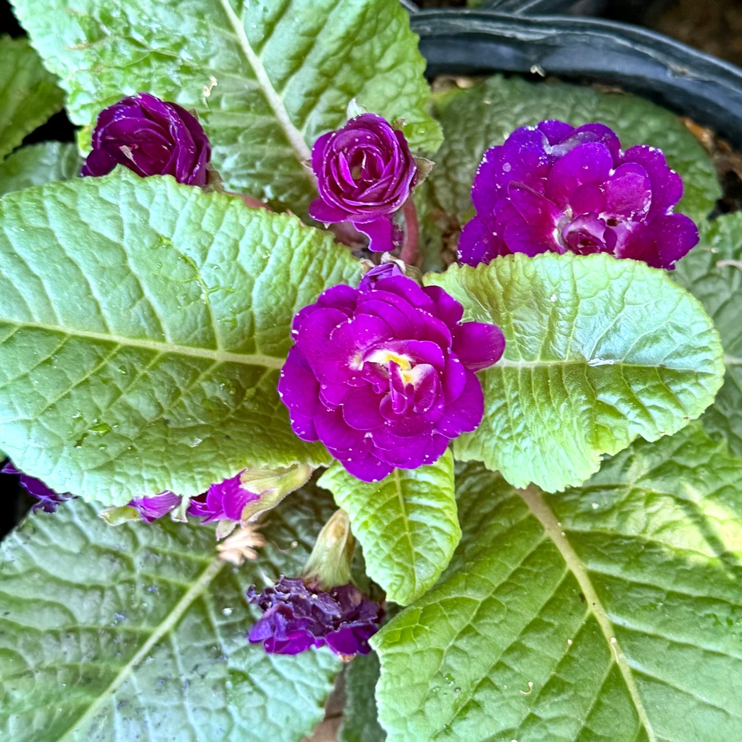 Primula vulgaris 'Violetta' (Primrose)