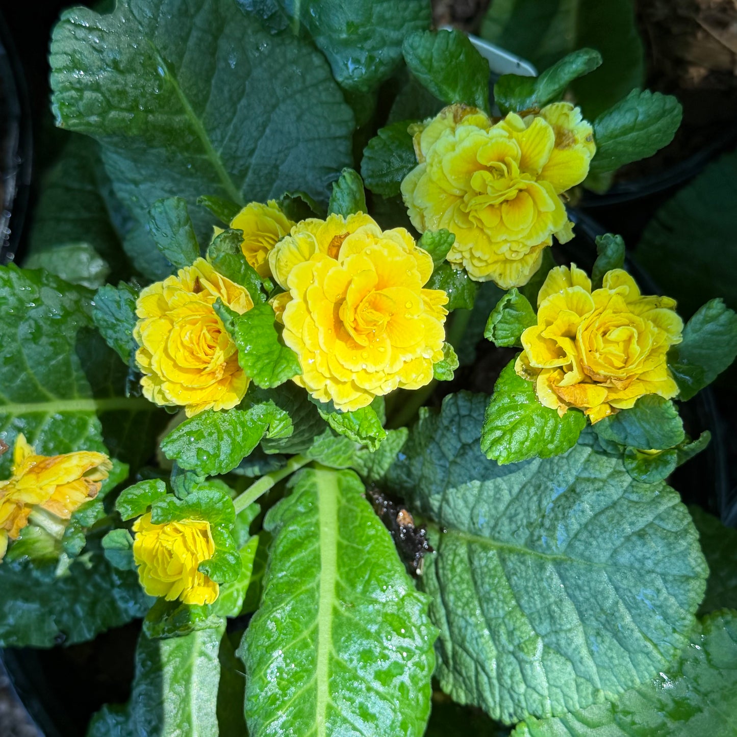Primula vulgaris 'Prima Belarina® Spring Sun' (Primrose)