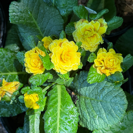 Primula vulgaris 'Prima Belarina® Spring Sun' (Primrose)