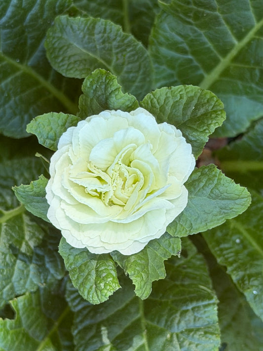 Primula vulgaris 'Spearmint' (Primrose)