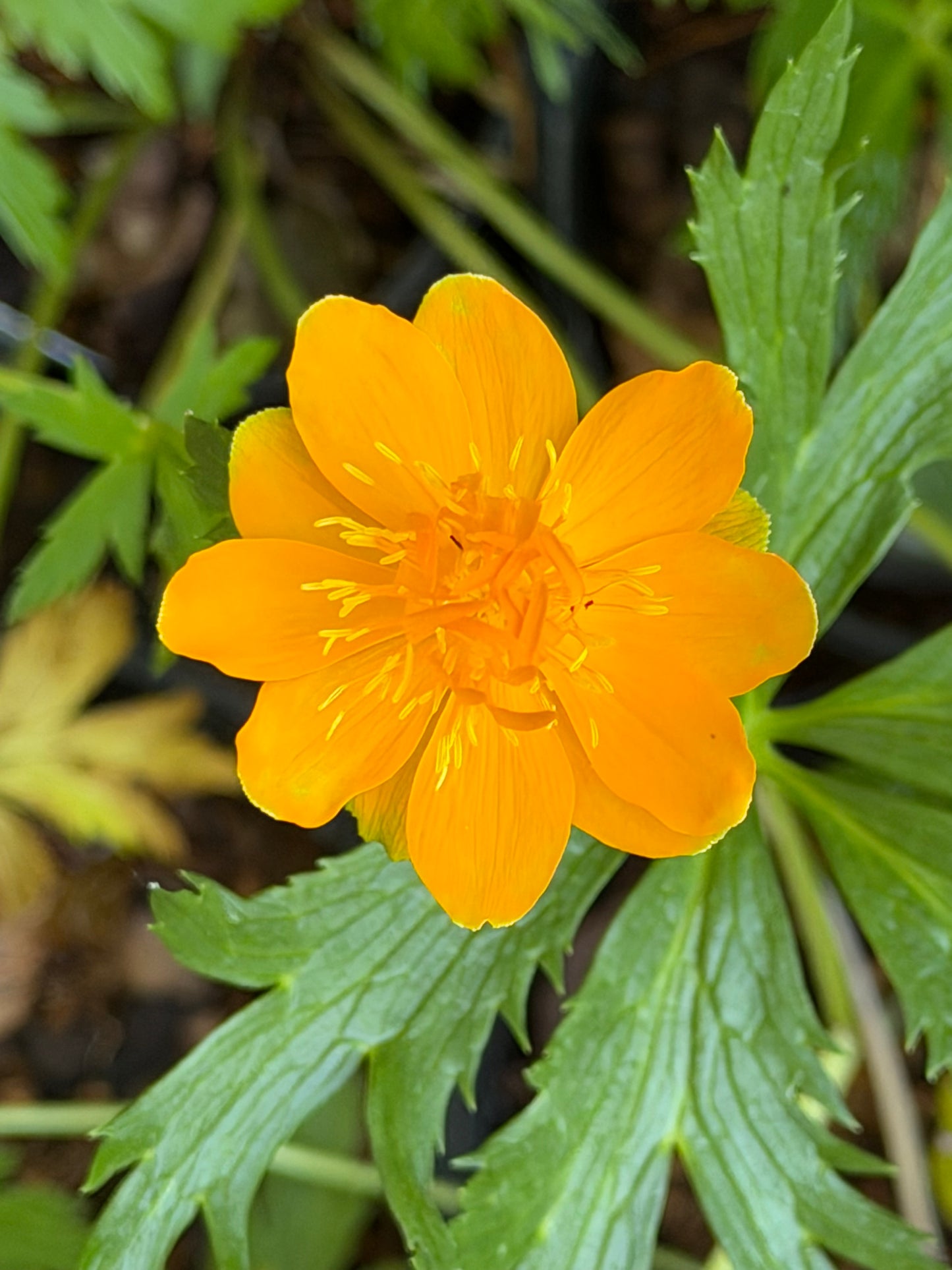 Trollius chinensis 'Golden Queen' (Globe Flower)