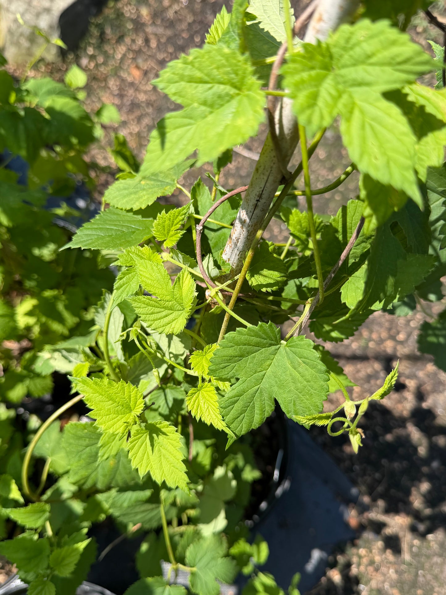 Humulus lupulus 'Nugget' (Hop Vine)