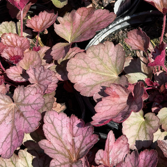 Heuchera x villosa 'Carnival Plum Crazy' (Coral Bells)