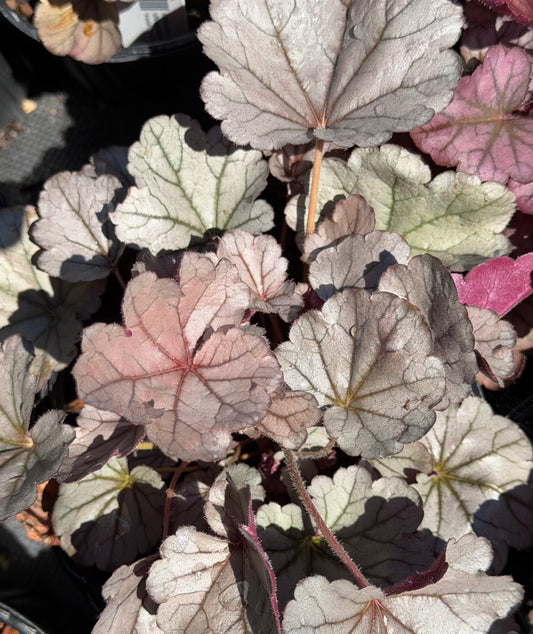 Heuchera x 'Indian Summer Silverberry' (Coral Bells)