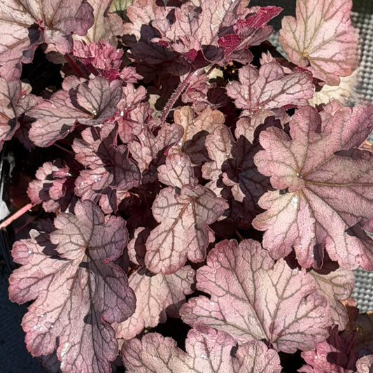 Heuchera 'Indian Summer Huckleberry' (Coral Bells)
