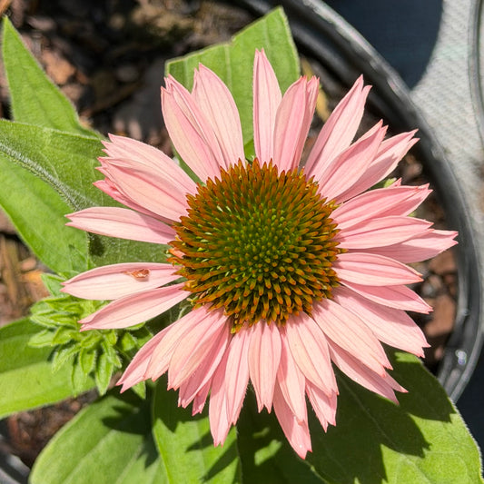 Echinacea purpurea 'SunSeekers Salmon' (Coneflower)