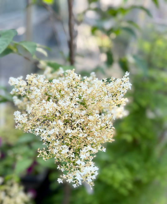 Syringa reticulata 'Ivory Pillar'™ (Japanese Tree Lilac)