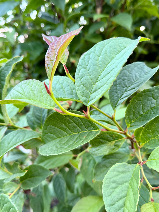 Stewartia pseudocamillia (Japanese Stewardia)