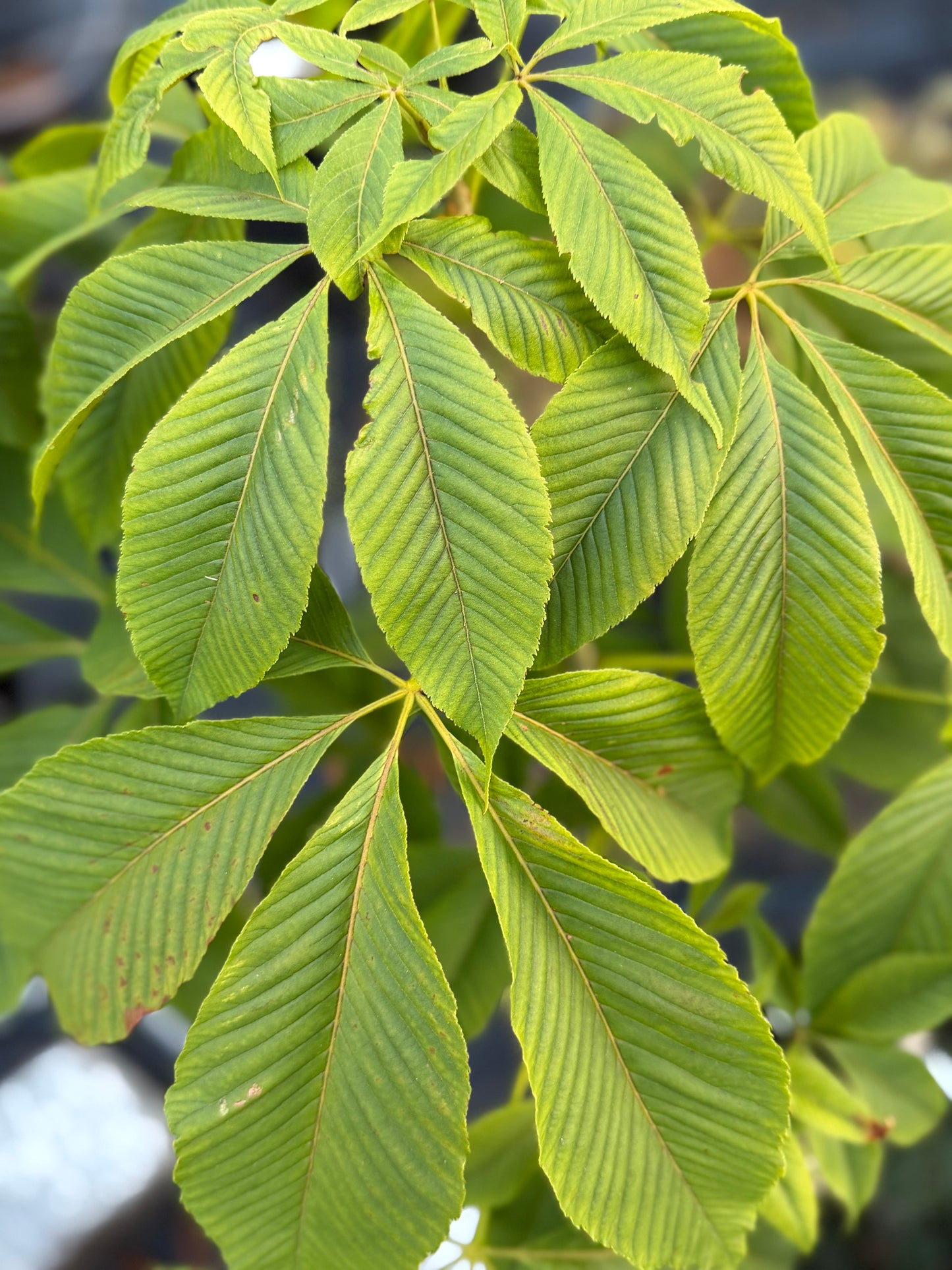 Aesculus hippocastanum  - Horse Chestnut