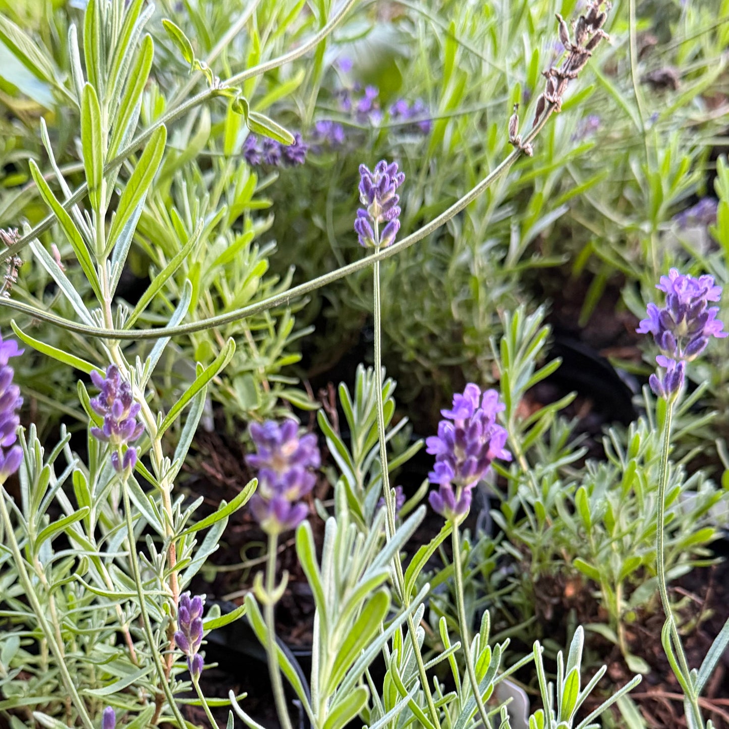Lavandula angustifolia 'SuperBlue' (Lavender)