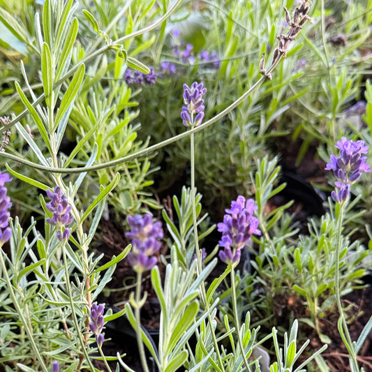Lavandula angustifolia 'SuperBlue' (Lavender)