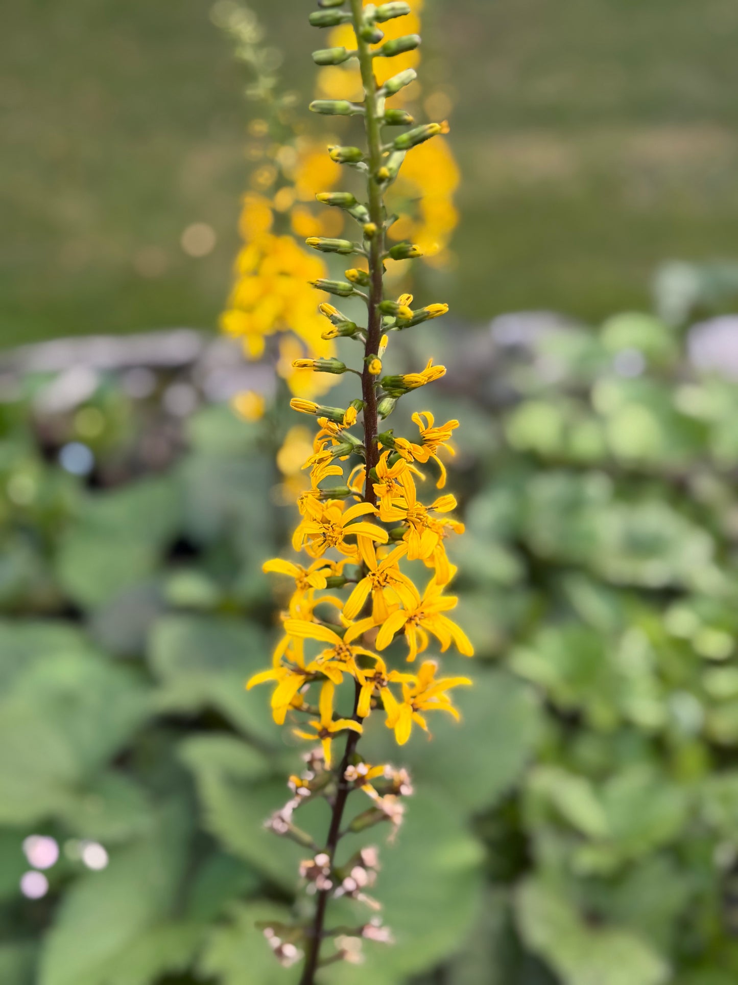 Ligularia stenocephala 'The Rocket'