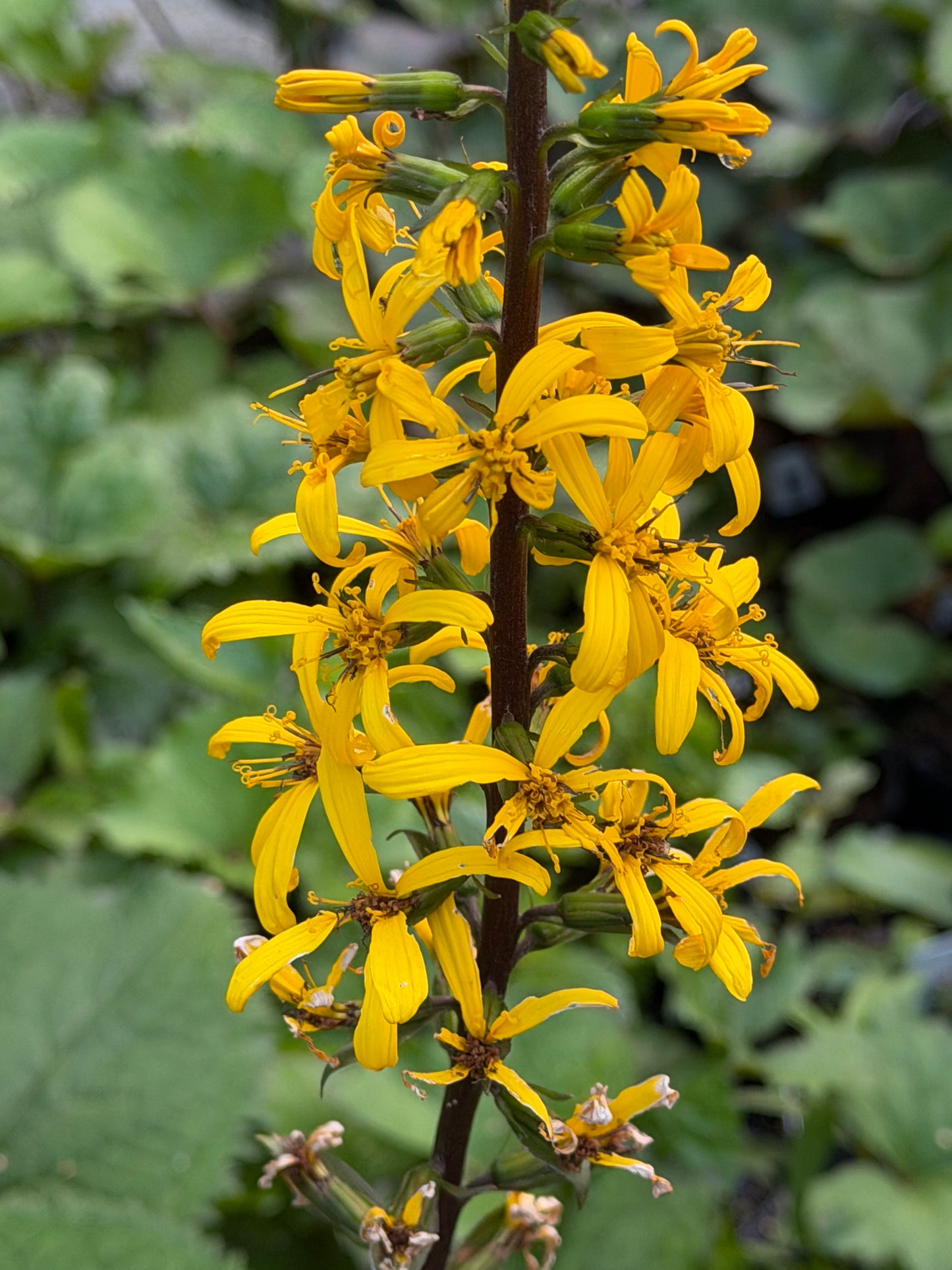 Ligularia stenocephala 'The Rocket'